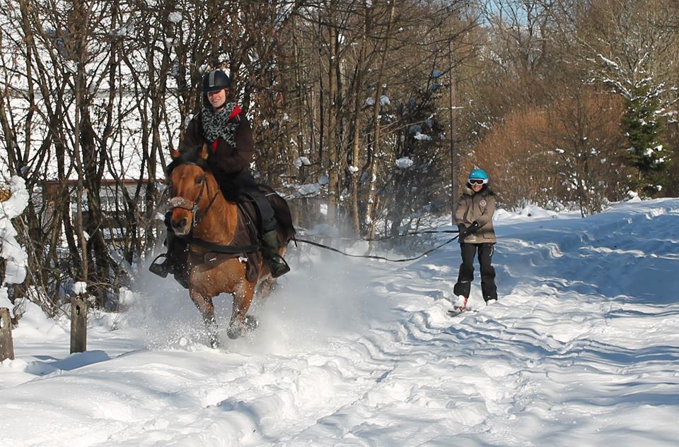 Crins des Vosges offre -50% sur le 3ème cheval loué